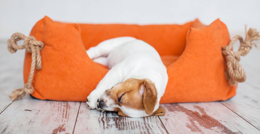 Quando il cane dorme: curiosità e consigli utili